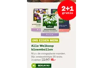 sneeuwklokjes galanthus woronowii