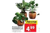 groene plant in keramieken pot