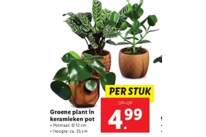 groene plant in keramieken pot