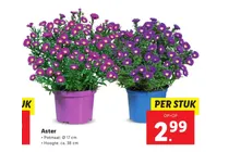 aster