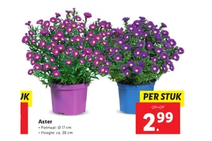 aster