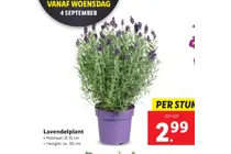 lavendelplant