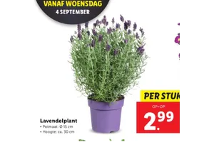 lavendelplant