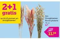 droogbloemen bunch phalaris