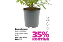 baardbloem