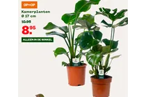 kamerplant