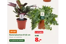 kamerplant