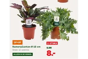 kamerplant