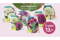 allium mix