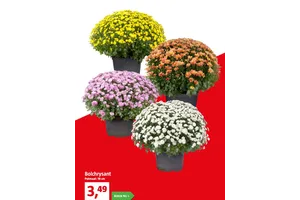 bolchrysant