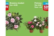 brassica boeket