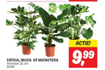 fatsia musa of monstera