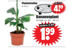 bananenplant