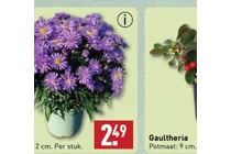 aster