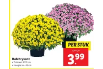 bolchrysant