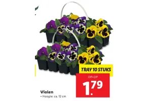 violen