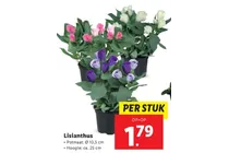 lisianthus