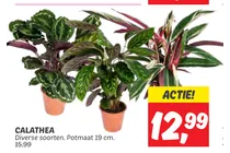 calathea