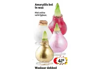 amaryllis bol in wax