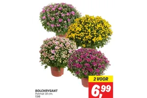 bolchrysant