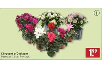 chrysant of cyclaam