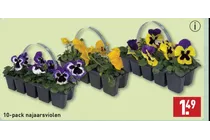 najaarsviolen