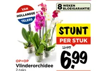 vlinderorchidee