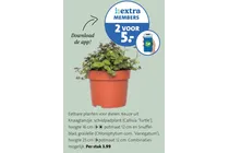 eetbare planten voor dieren