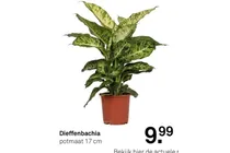 dieffenbachia
