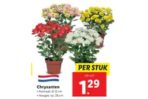 chrysanten