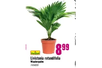 livistonia rotundifolia