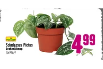 scindapsus pictus