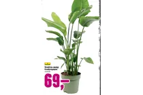 strelitzia nicolai