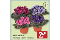 saintpaulia