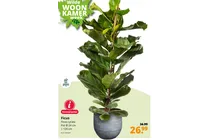 ficus lyrata