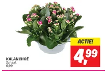 kalanchoe