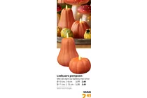 ledkaars pompoen