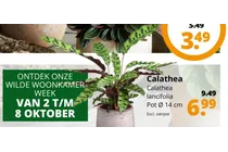 calathea lancifolia