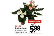 anthurium
