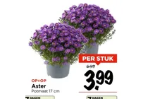 aster