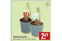 amaryllis mix