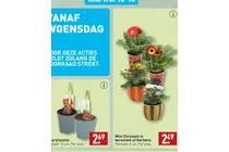 amaryllis mix