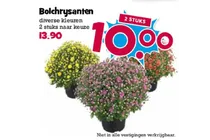 bolchrysant