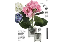 hortensia bloempost amarens