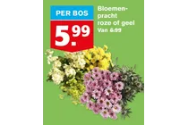 bloemenpracht