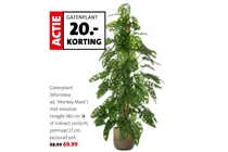 gatenplant monstera ad monkey mask