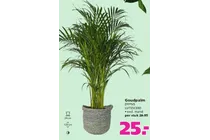 goudpalm