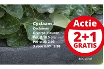 cyclaam