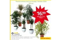 kamerplanten