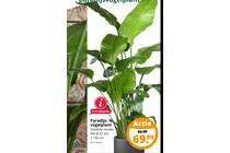 paradijs vogelplant